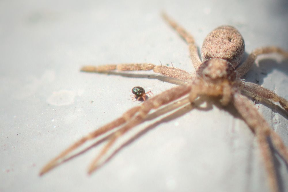 A small black mite with red legs between the legs of a spider
