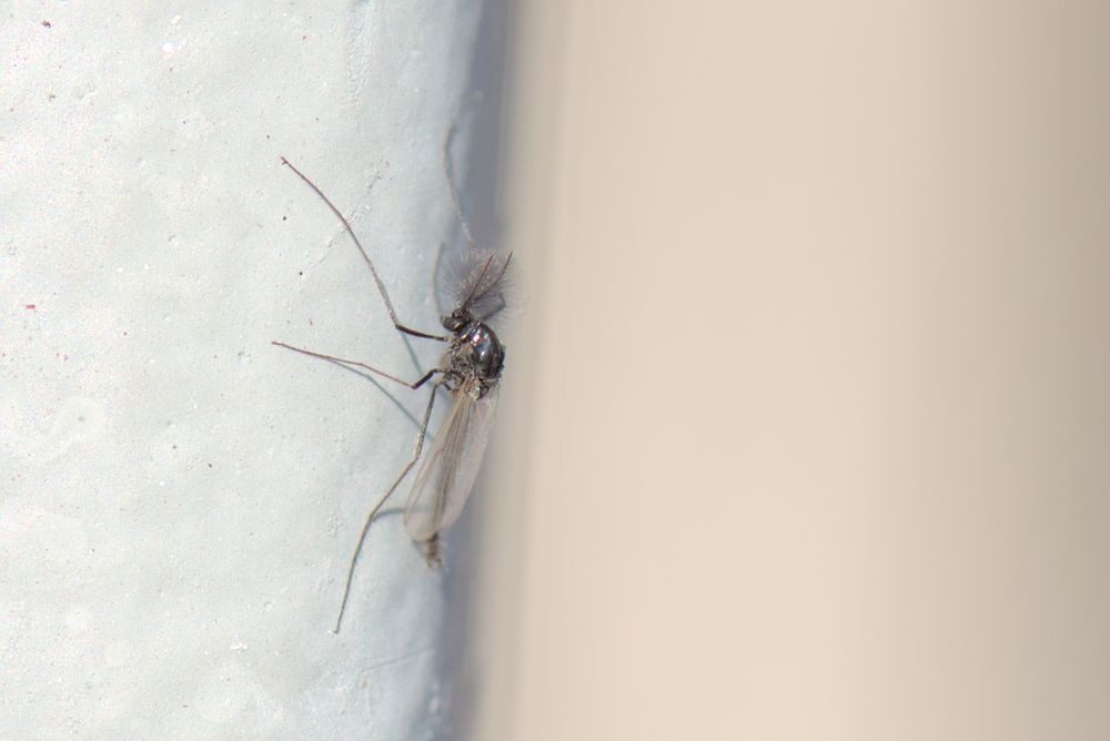 A black, mosquito-like fly of some sort