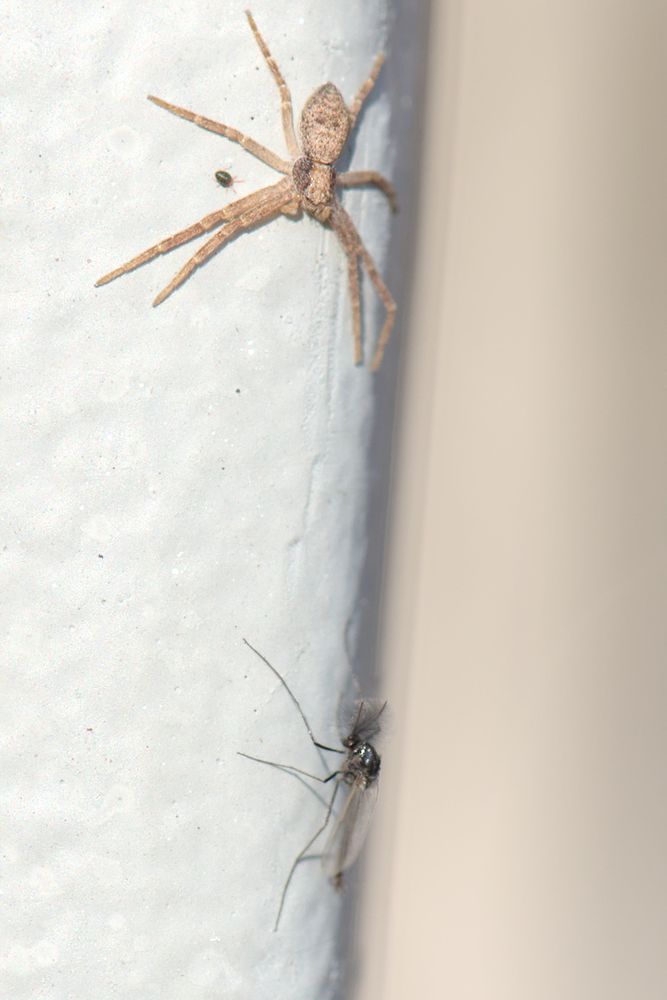 A spider, a fly of some sort and a mite sharing common space