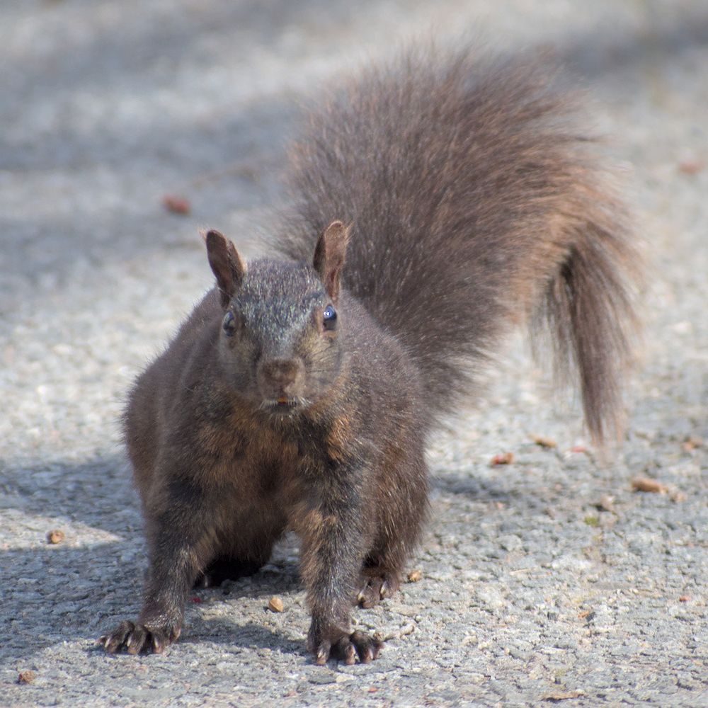 A squirrel anxiously looking at their photographer