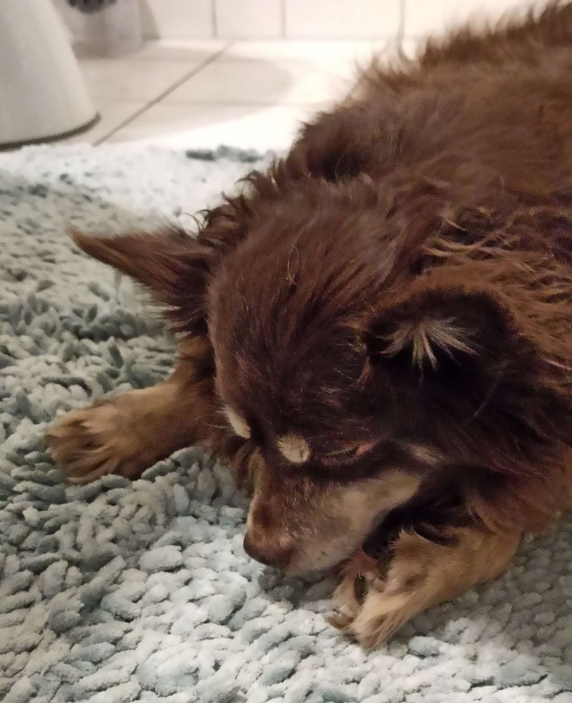 Ein schokobrauner Süßhund