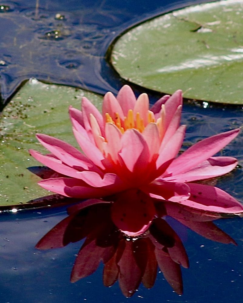 Bright pink water lily with some green lily pads and a clear clue sky reflection on the water…