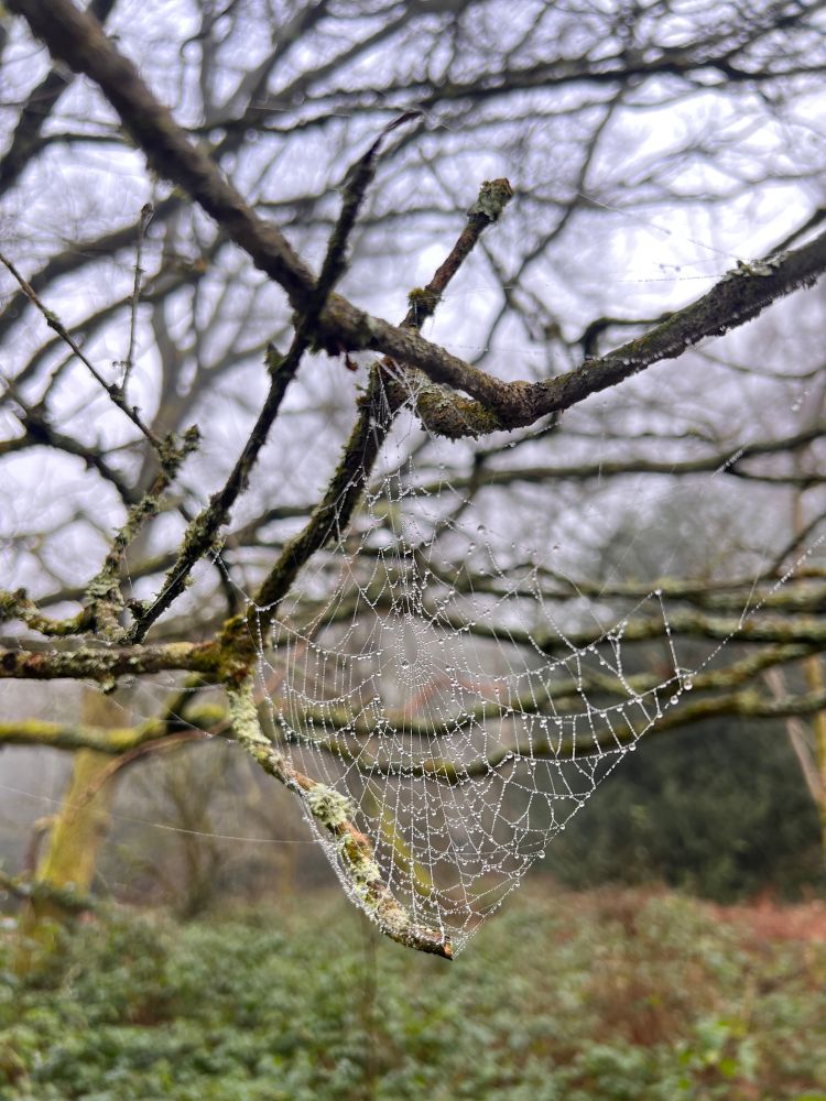 Cobweb covered in dew, fog, winter tree branches and shrubs 