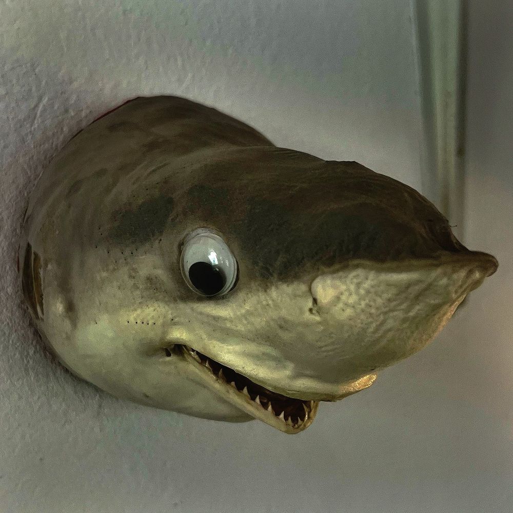 Close up of a shark’s head with a giant googly eye pasted where the eye should be. 