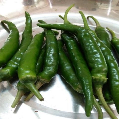 🌶️ Fresh Green Chilli from Vietnam – hot, flavorful, and packed with capsaicin, Vitamin C, and antioxidants.
• Size: 4 – 6.5 cm
• Taste: Hot
📩 Ms. Nora – export5@vietseafarm.com.vn

📞 (+84) 964 279 454
🌐 vietseafarm.com.vn
#GreenChilli #Spices #HealthyCooking