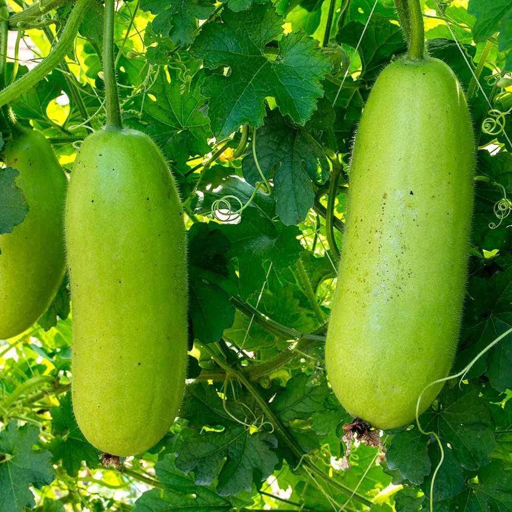 🥒 Fresh & dried Winter Melon from Vietnam 🌿 • Packed: 10kg/carton (fresh) | 30kg/bag (dried) • Uses: soups, teas, snacks • Delivery: 7–10 days

📩 Ms. Nora – export5@vietseafarm.com.vn | 📞 (+84) 964 279 454

#WinterMelon #VietnamAgri #VietSeafarm #ExportReady