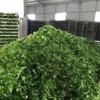 🌿 Discover the power of Ulva Lactuca (Sea Lettuce) – rich in fiber, omega-3s, & perfect for food, feed & eco solutions. Available in dried & powder form. Made in 🇻🇳 Vietnam!
📩 Ms. Nora – export5@vietseafarm.com.vn

📞 (+84) 964 279 454
🌐 vietseafarm.com.vn
#Seaweed #Export #Vietnam