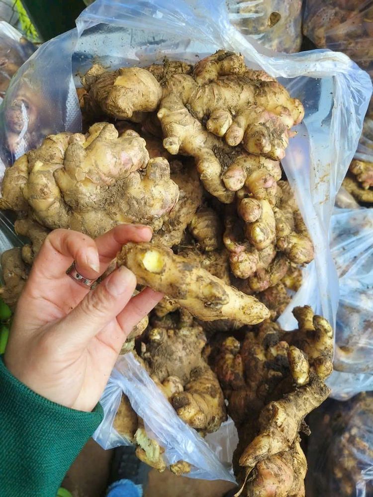 🌟 Premium Vietnamese Fresh Ginger – spicy, aromatic & 100% natural! Grade A: 100-200g, washed/unwashed. Packed 20-30kg/mesh bag. Fast export! 🌐

🛎️ Contact: export1@vietseafarm.com.vn | +84 833 997 879
#FreshGinger #VietnamExport