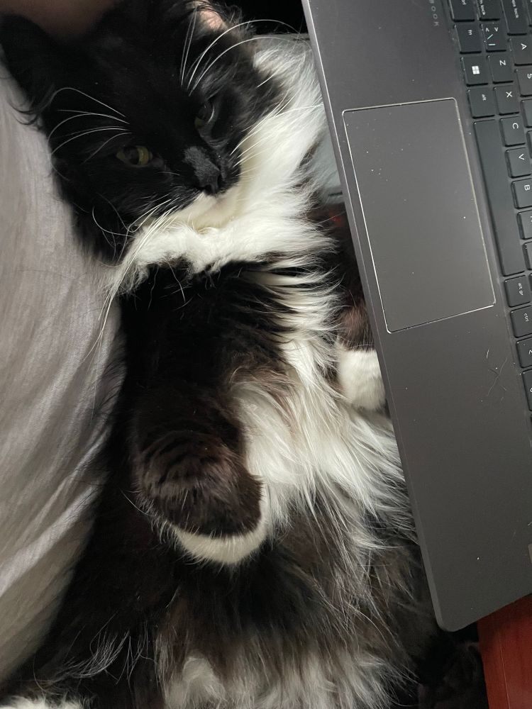 Cat on lap on his back between human and laptop 