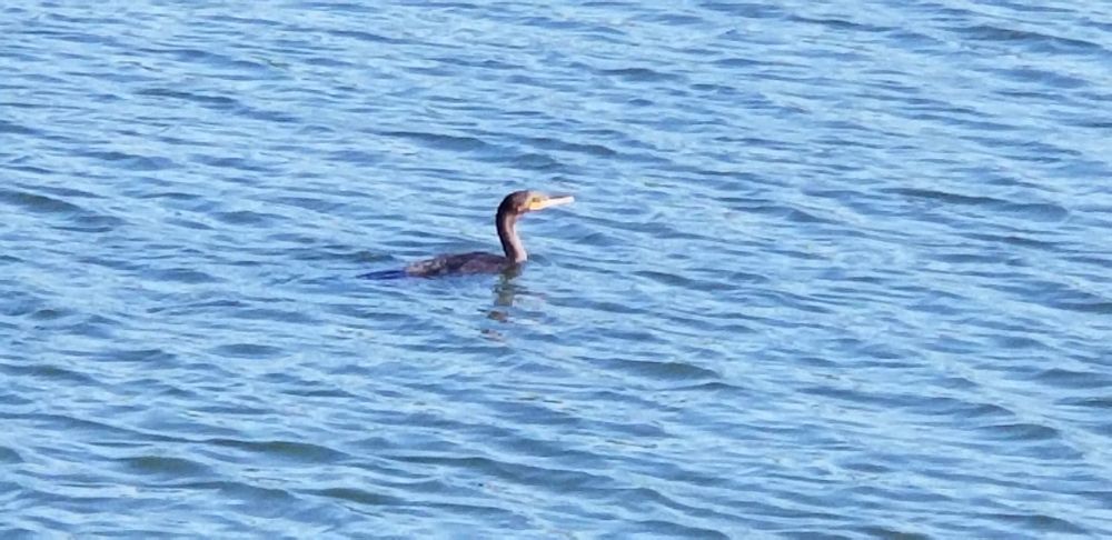 A cormorant swimming in a reservoir 