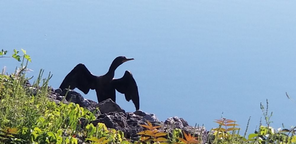 A cormorant sunning itself on some rocks near the water 