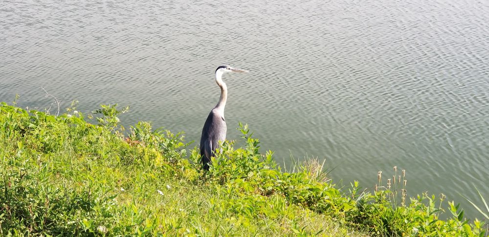 A great blue heron standing on a grassy bank of a reservoir 