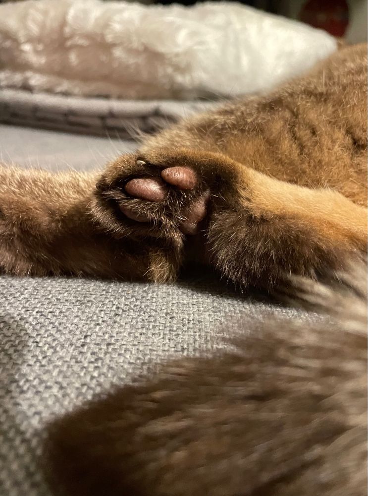 Auf einem grauen Sofa liegt eine caramelfarbene Katze. Man sieht nur ihre Hinterpfoten. Im Hintergrund eine weiße Decke.