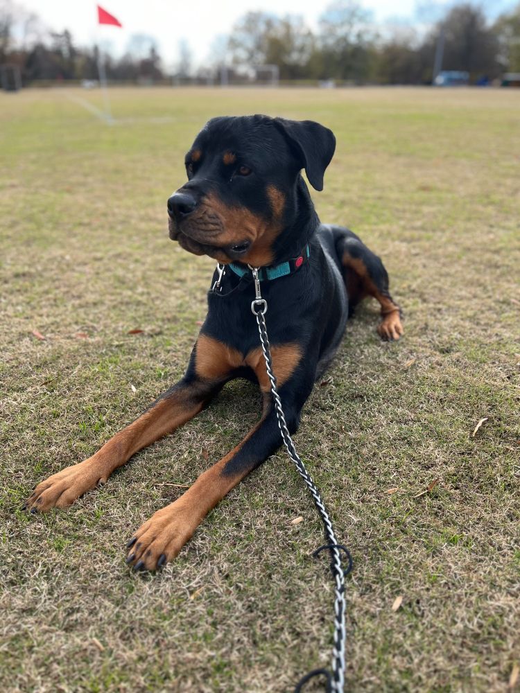 A Rottweiler sits at attention on a lawn, looking at some animal in the distance no doubt. 