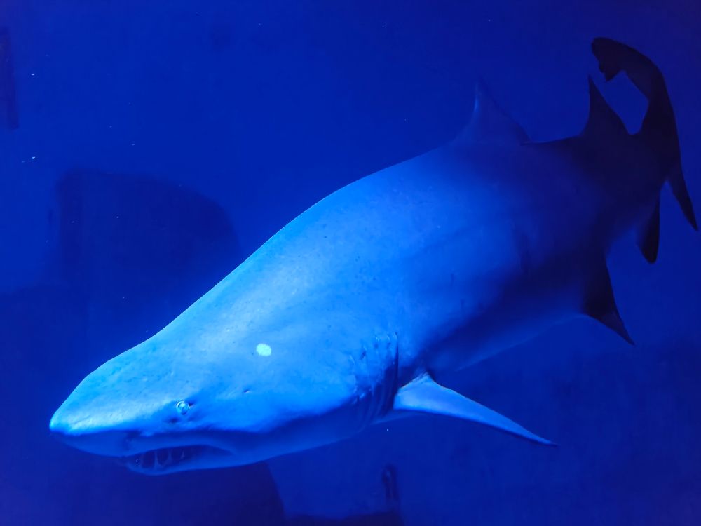 A slightly blurry shark