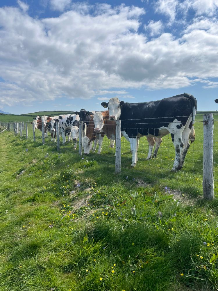 A field with about six cows all staring at the camera over the fence.