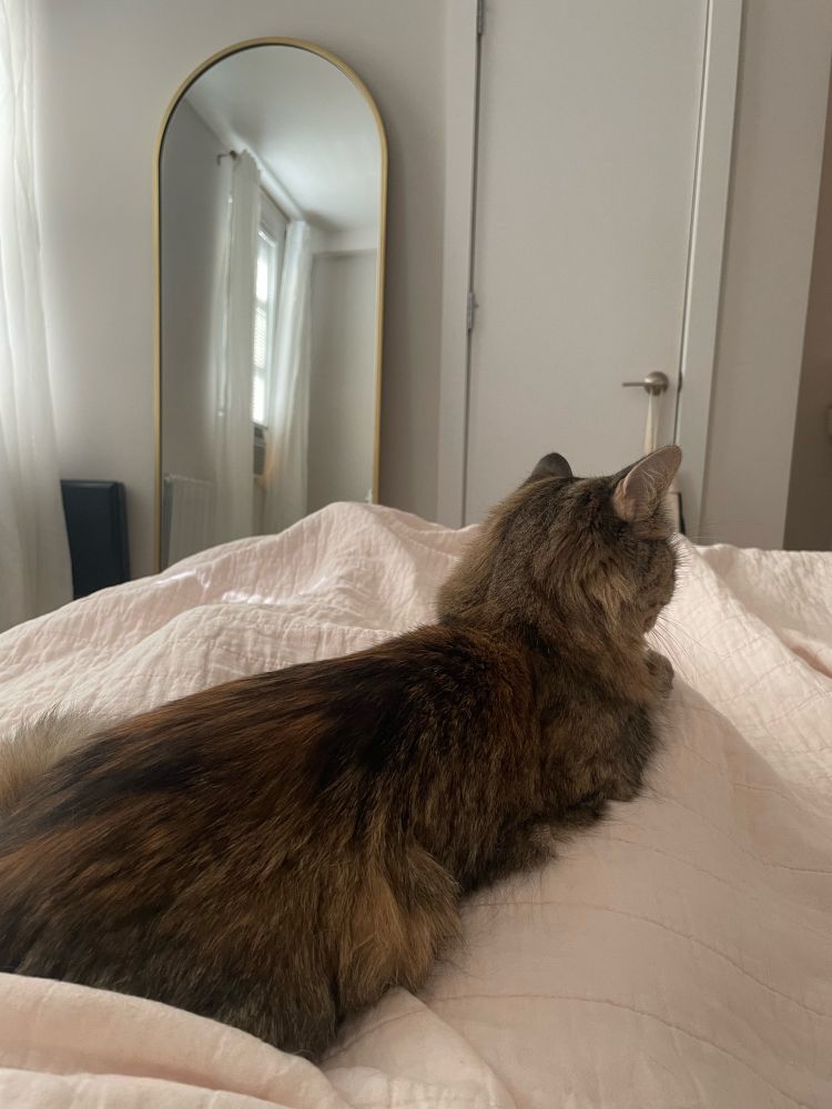 mitten the fluffy tabby cat laying on my lap while i recline in bed