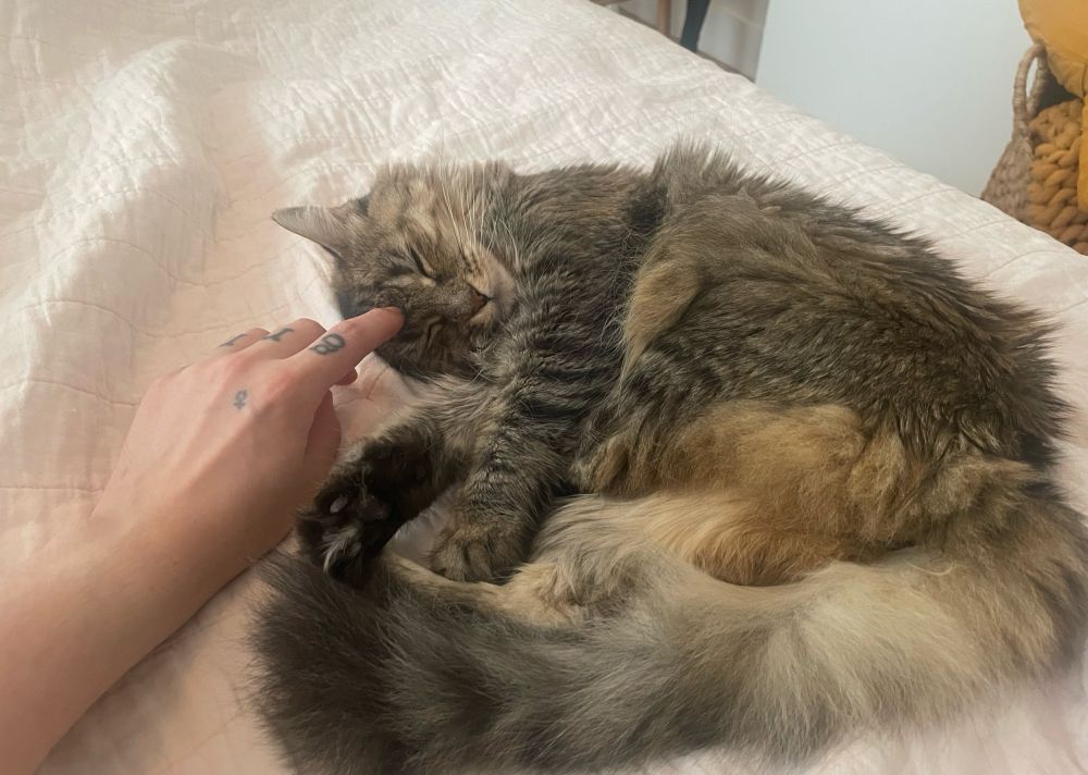 mitten the fluffy cat curled up laying on a bed and i poke her soft forehead