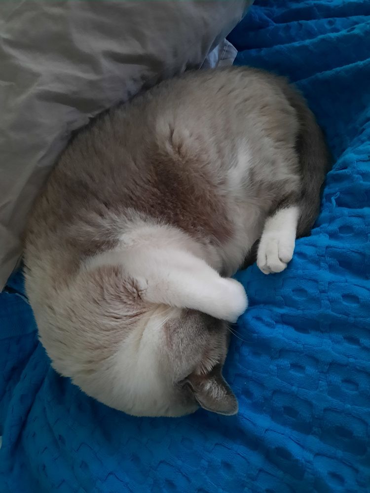 Um gatinho com pelagem de siamês dormindo enrodilhado sobre uma colcha azul, com a patinha sobre os olhos 