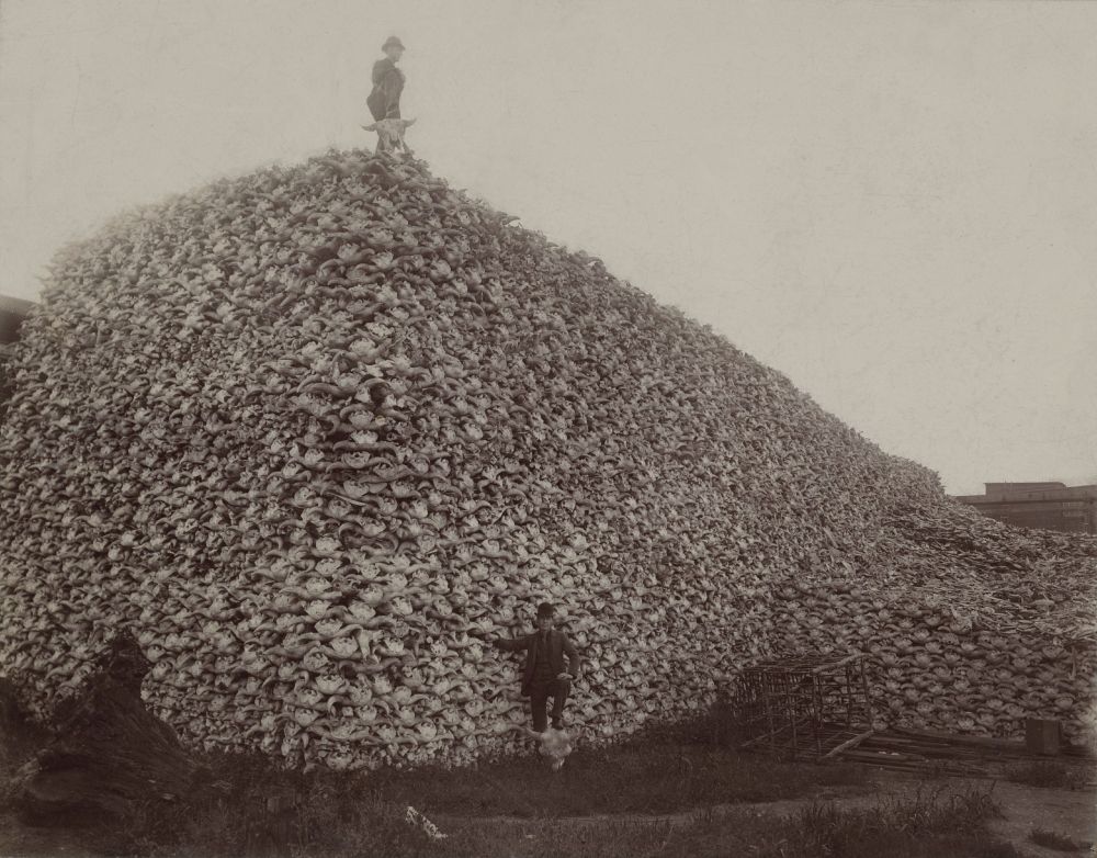 Buffalo skulls image