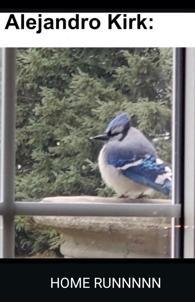 A well-fed blue jay. Just like Alejandro Kirk. Who hit another massive home run.