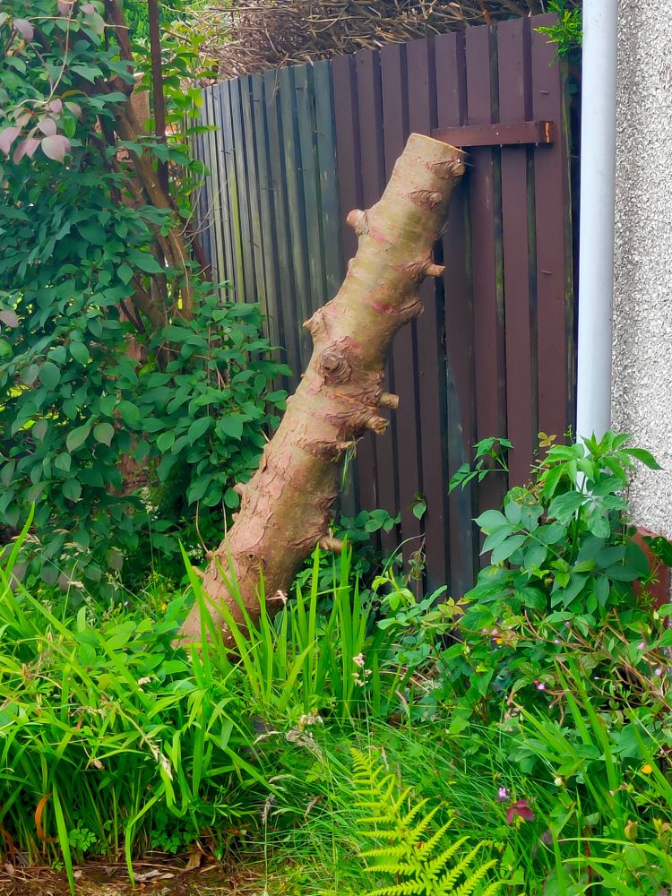 Fallen tree's trunk re-purposed to support collapsed fence.