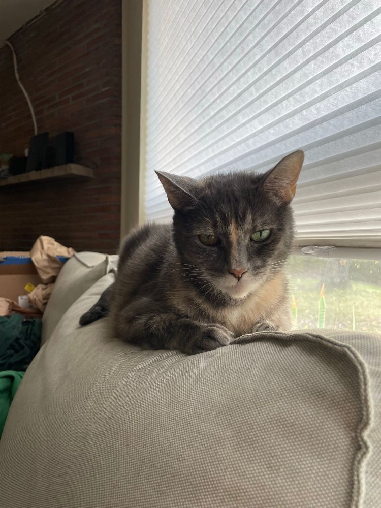 A tortoise shell cat with one green eye and one gold eye sits on the back of a couch with her paws tucked in, with a vaguely malevolent expression 