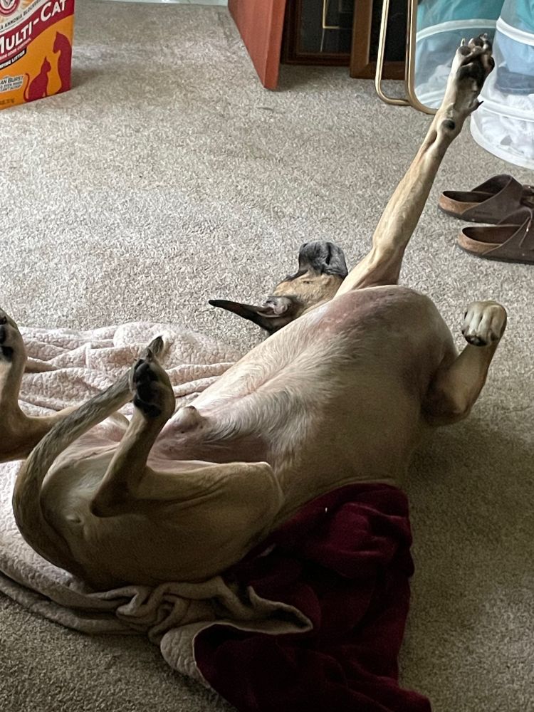 A tan dog lays on his back on a blanket on the floor, one arm thrown up in a pose of reckless abandon