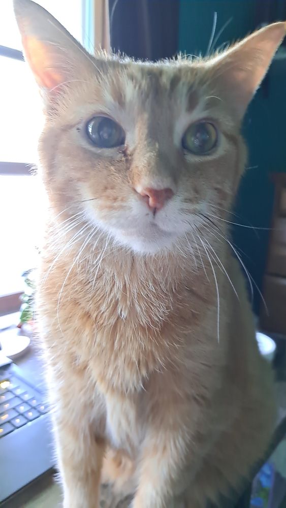 an orange kitty staring into the camera