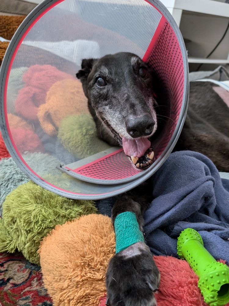 A black greyhound laying down on a bed with toys, wearing a cone on his head and with a green bandages on a front paw