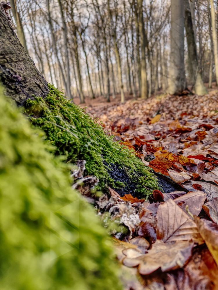 Ground level photo of a tree stump with moss and trees in the background.