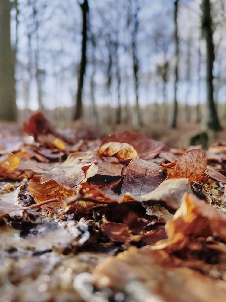 Up close photo of leaves on a tree stump with trees in the background