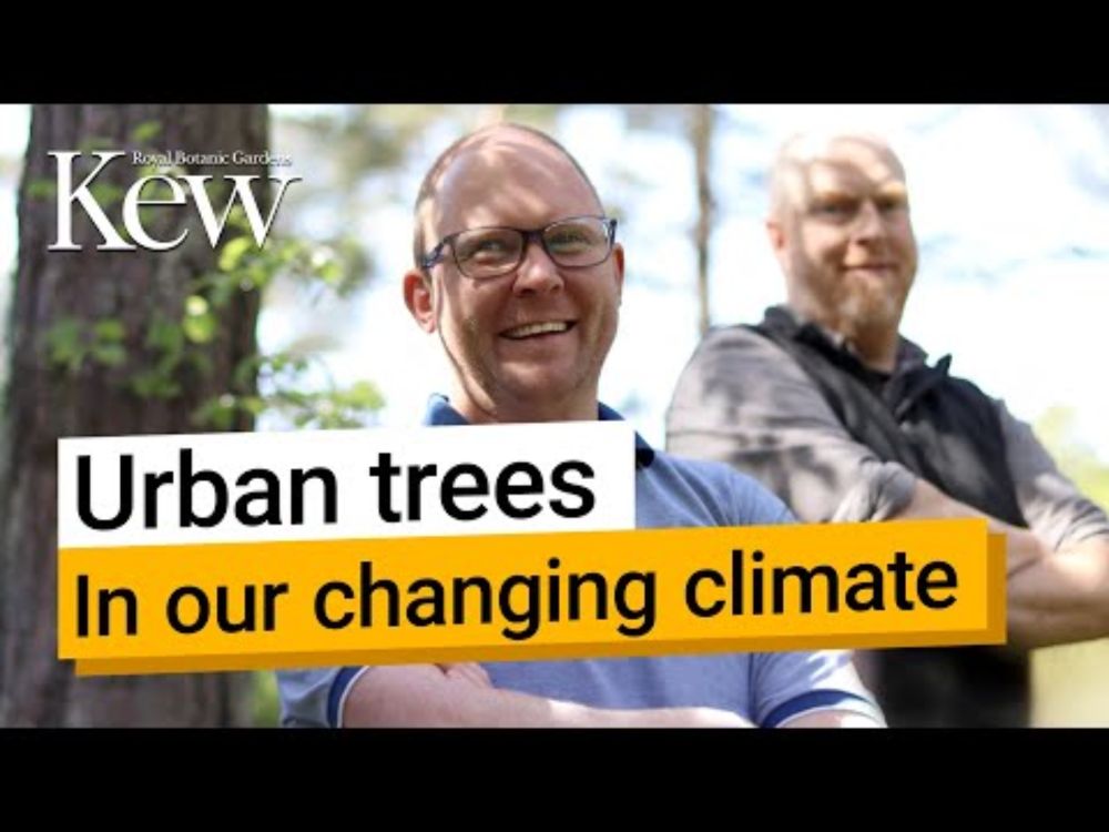 Thinking in tree time | Kew