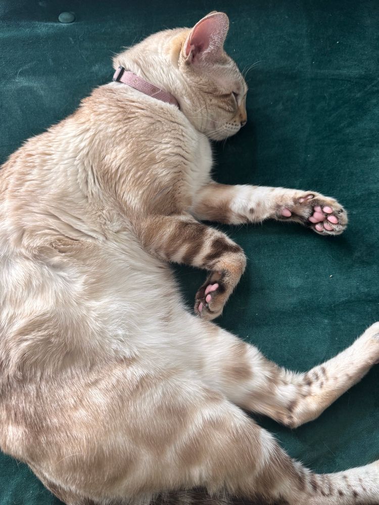 This is a cat curled up and asleep