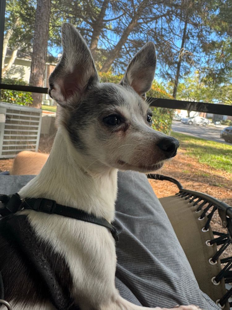 My chihuahua sitting in my lap while we're relaxing on a chair on the patio 