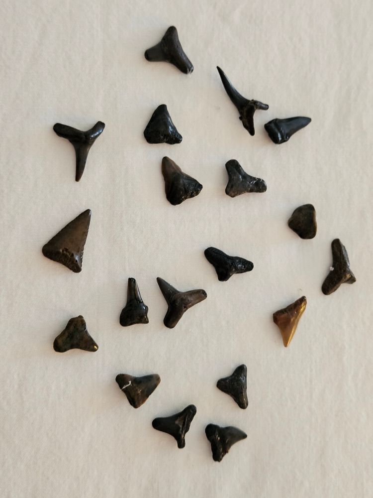 Assorted fossilized shark's teeth of various sizes and species.