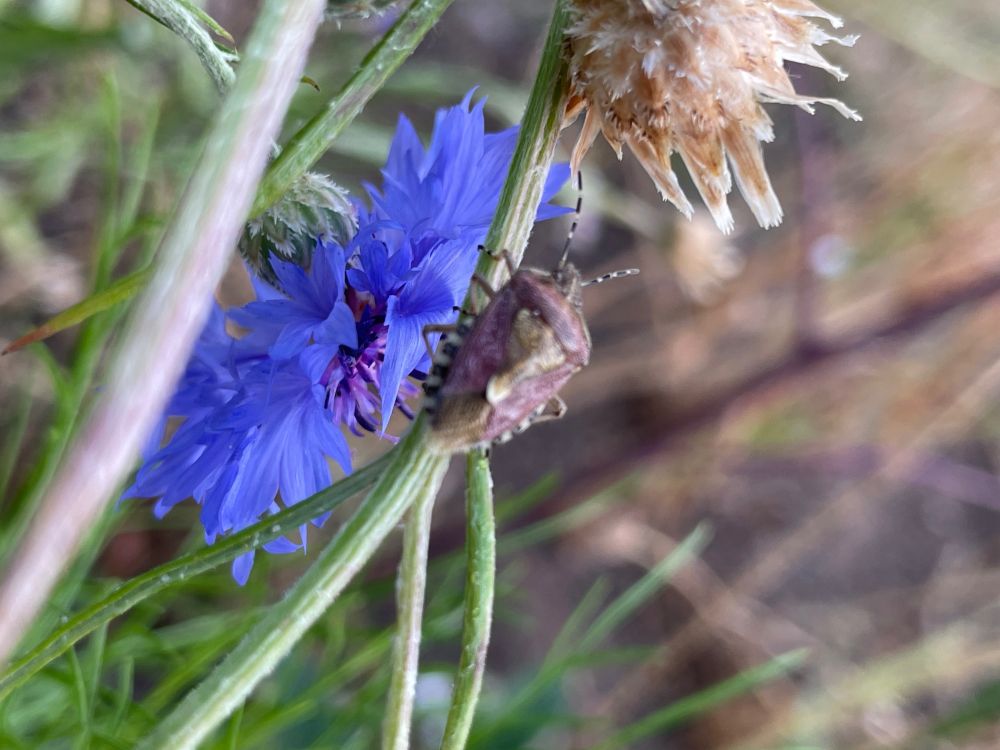 A shieldbug on a blue cornflower. The bug is a dusty purple colour, and its “shield” is a shiny gold colour. Its antennae have horizontal black and white stripes.