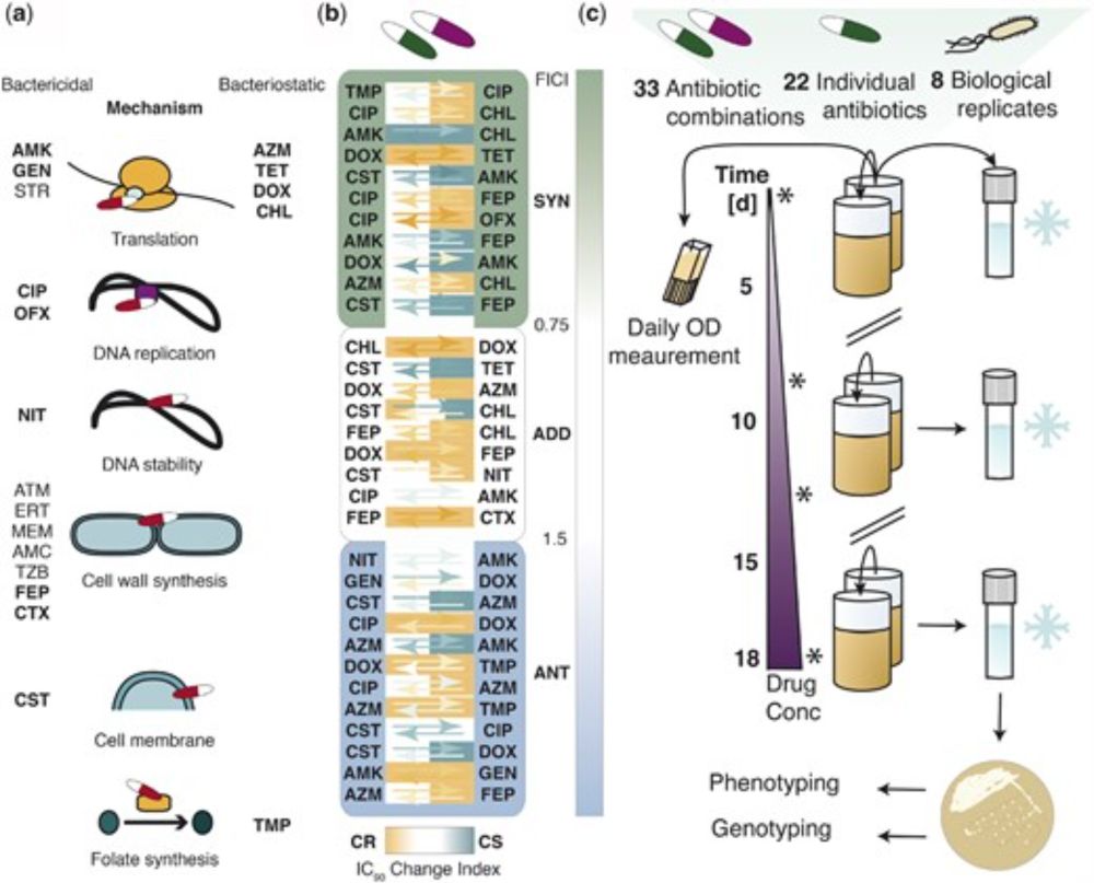 Compatibility of Evolutionary Responses to Constituent Antibiotics Drive Resistance Evolution to Drug Pairs