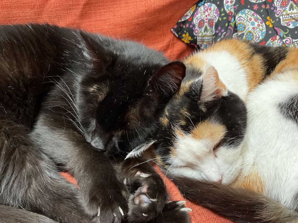 A close-up of two sleepy cats, resting their heads together. 