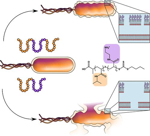 A cartoon showing a Gram-negative bacterium exposed to two variants of a polymer. A triblock structure causes formation of multiple small pores in the outer membrane. A diblock structure causes large pores in both outer and inner membranes, and cell lysis.