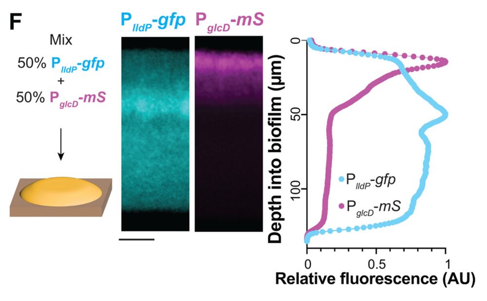 Confocal microscopy of thin vertical sections of biofilms shows gld D expression limited to the top few micrometres, and lldP expression peaking just below.