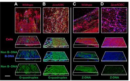 Microscopy images using different coloured labels to show a diversity of B-DNA, Z-DNA and G4 complexes in a bacterial biofilm.