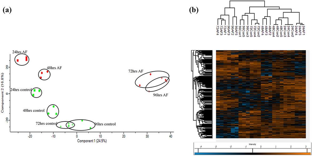 The PCA shows clear separation of clusters from infected and uninfected tissue, and a change in proteome over time.