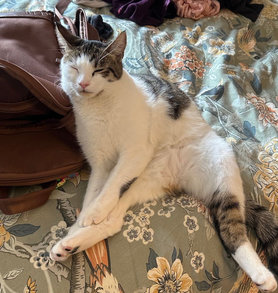 a little harlequin tabby, sitting in a way that is normal and usual for any animal to do 
