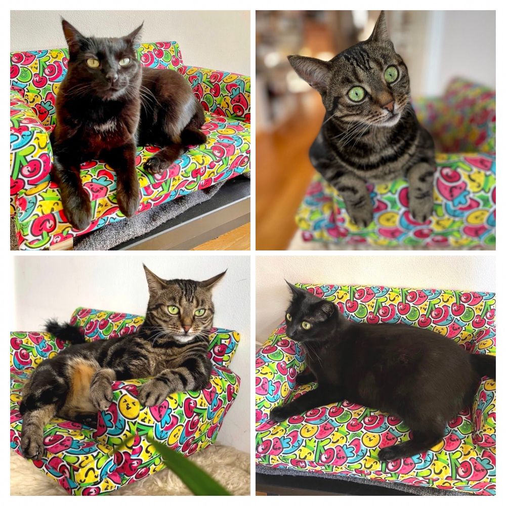 4 pics of a fruit design cat sofa with 2 cats one black and one with tabby markings . Cats 1 and 2. 