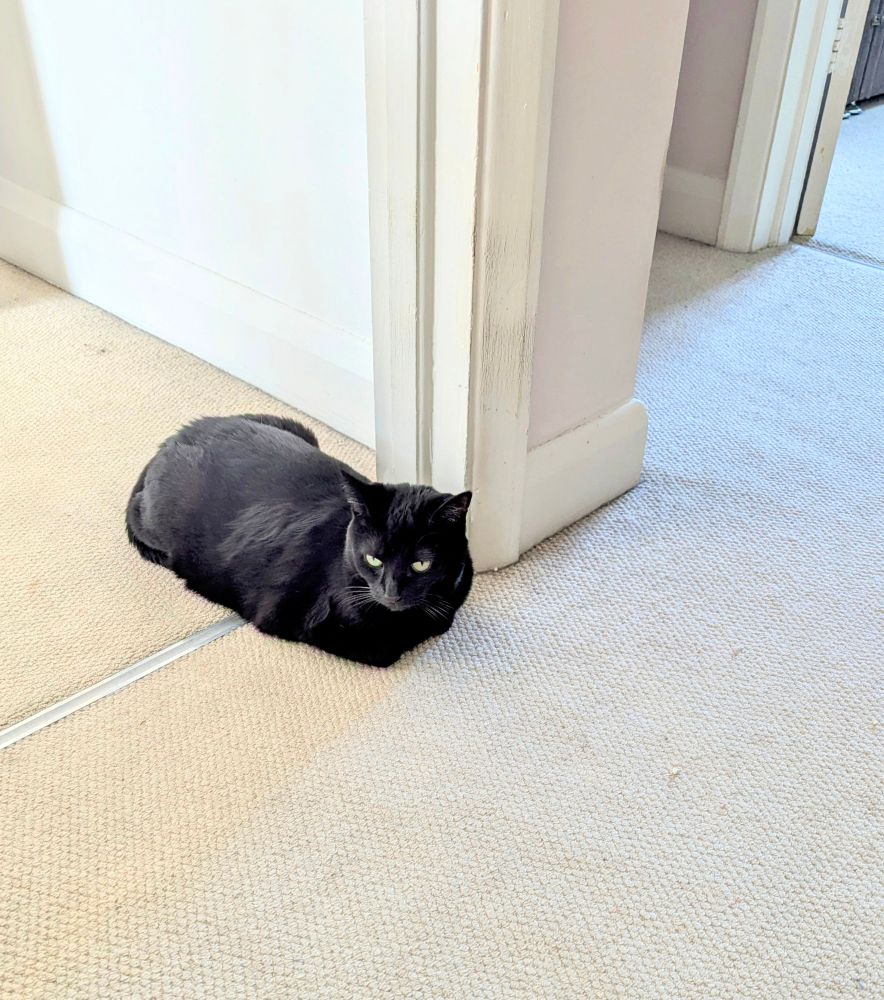 A black cat is lying loaf style in a doorway between the living room and the hallway.