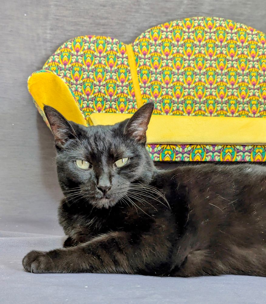 A black cat is lying in front of a yellow cat sofa. 