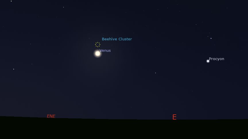 Stellarium graphic showing the position of Venus relative to the Beehive Cluster in Cancer on the morning of 2 September. The star Procyon in Canis Minor is also labelled.