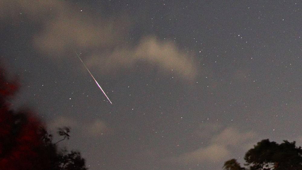 A Perseid meteor in the constellation of Pisces, with some trees in the foreground. Captured at 23:31 UT on 4 August 2025.
