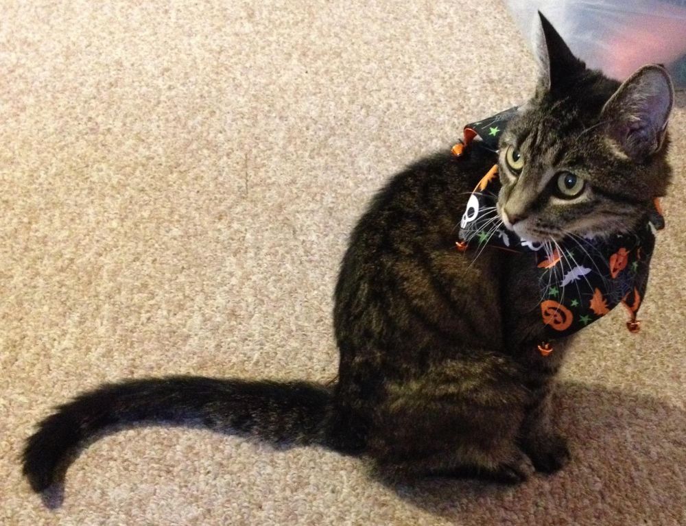 Kitty Doyle, the husband and my first cat. She was a dark tabby and is pictured wearing a Halloween collar with bells on it.  She was not amused!